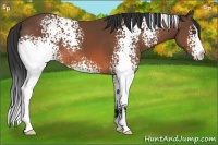 Horse Color:White Spotted Bay Sabino