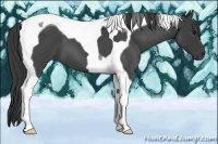 Horse Color:Smoky Blue Roan Tobiano 