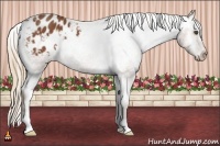 Horse Color:Chestnut Appaloosa 