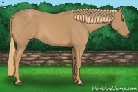 Horse Color:Red Roan 