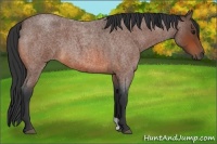 Horse Color:Bay Roan