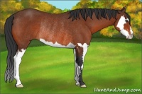 Horse Color:Bay Splash Frame Rabicano