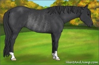 Horse Color:Black Rabicano 