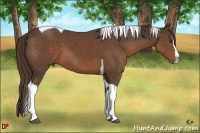 Horse Color:Liver Chestnut Sabino Splash Tobiano 