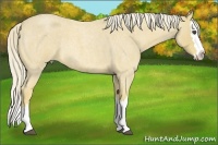 Horse Color:Palomino Roan Splash 