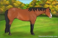 Horse Color:Bay Splash 