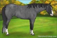 Horse Color:Blue Roan Splash 