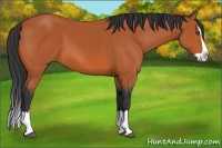 Horse Color:Bay Splash 