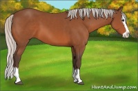 Horse Color:Silver Bay Sabino Splash 