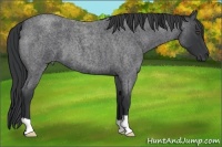 Horse Color:Blue Roan 