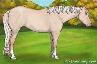 Horse Color:Silver Classic Champagne Dun 
