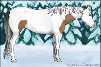 Horse Color:Buckskin Roan Splash Tobiano 
