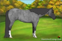 Horse Color:Smoky Blue Roan 