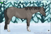 Horse Color:Smoky Grullo Roan 
