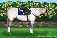 Horse Color:Bay Appaloosa 