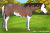 Horse Color:Bay Roan Splash