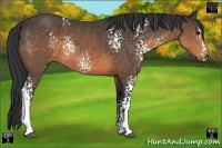 Horse Color:White Spotted Buckskin 