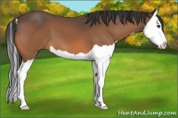 Horse Color:Buckskin Splash 