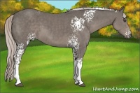 Horse Color:White Spotted Silver Black 
