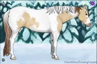 Horse Color:Red Dun Splash Tobiano Frame 