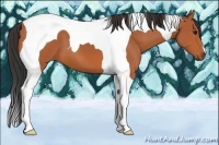 Horse Color:Bay Tobiano 