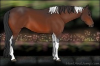Horse Color:Bay Tobiano 