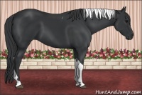 Horse Color:Black Tobiano 