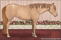 Horse Color:Gold Champagne 
