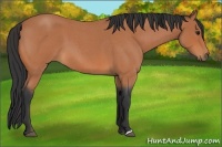 Horse Color:Bay Roan 