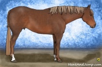 Horse Color:Liver Chestnut Sabino
