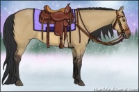 Horse Color:Bay Dun