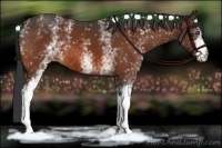 Horse Color:White Spotted Bay 