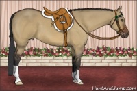 Horse Color:Bay Dun 