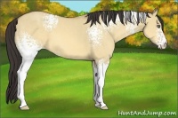 Horse Color:White Spotted Amber Champagne Dun 