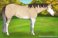 Horse Color:Amber Champagne Dun Sabino Splash Frame Rabicano
