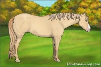 Horse Color:Gold Champagne Dun Sabino Splash Rabicano 