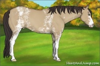 Horse Color:White Spotted Classic Champagne Dun 