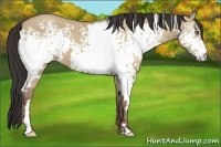 Horse Color:White Spotted Classic Champagne Dun Frame 
