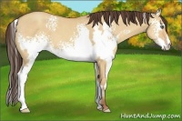 Horse Color:White Spotted Amber Champagne Dun Frame