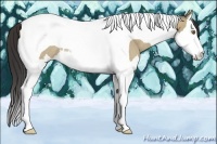 Horse Color:Classic Champagne Dun Sabino Splash Tobiano Rabicano 