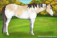 Horse Color:White Spotted Amber Champagne Dun