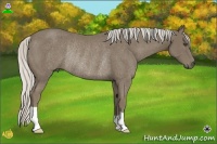 Horse Color:Silver Smoky Black Rabicano
