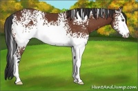 Horse Color:White Spotted Bay 