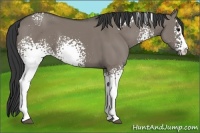 Horse Color:White Spotted Grullo Sabino