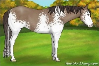 Horse Color:White Spotted Classic Champagne 