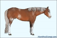 Horse Color:White Spotted Silver Bay Splash 