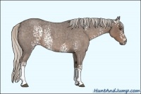 Horse Color:Unknown 