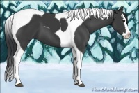 Horse Color:Black Splash Tobiano