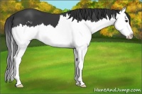 Horse Color:Black Sabino Splash 