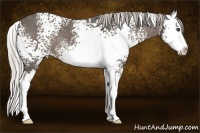 Horse Color:White Spotted Silver Black Splash 